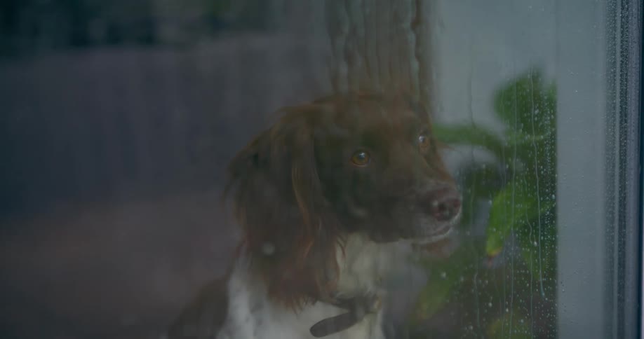 A dog is watching the rain from behind a window