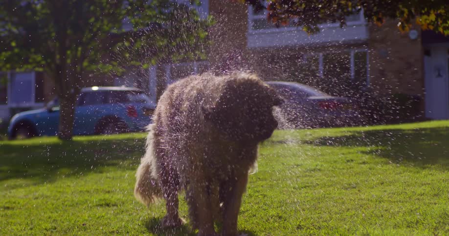 Wet shaggy dog standing on a lawn in a residential neighborhood sprays water when it shakes itself