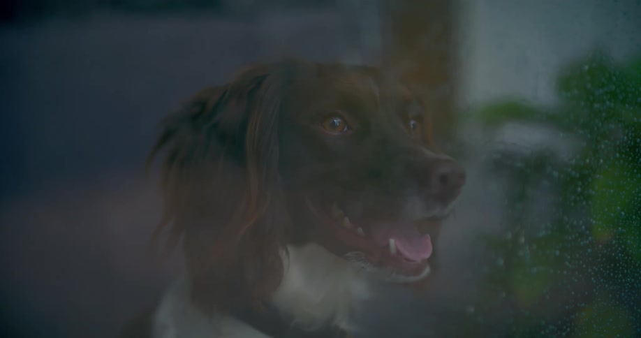 A dog watches the rain from inside