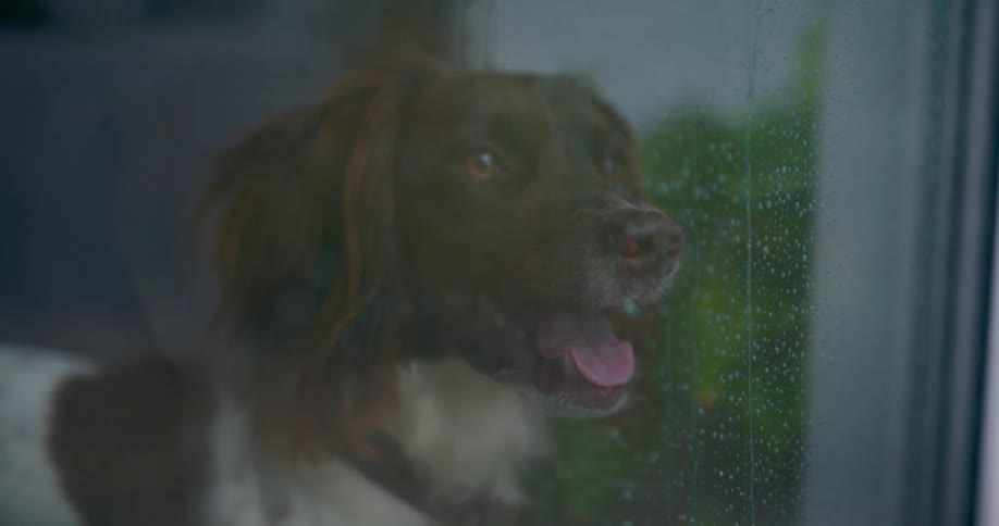Dog looking out the window as raindrops fall