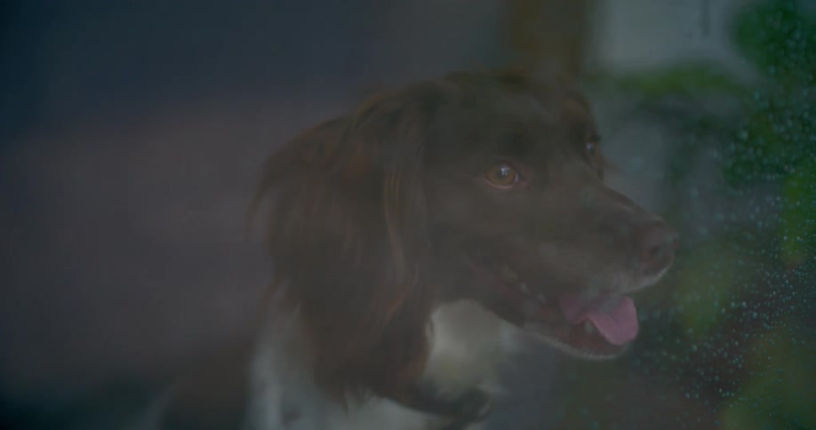 Dog looking through a wet glass pane on a rainy day