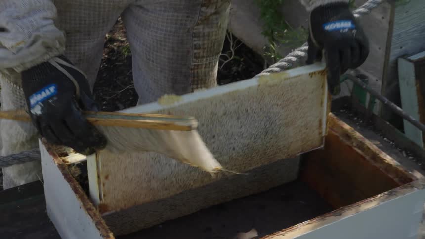 A beekeeper moving slabs between beehives