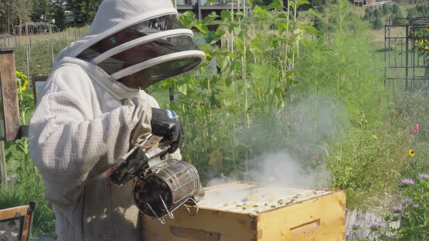 A clip of a person fumigating a box filled with insects