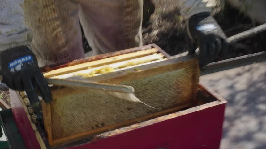 Beekeeper in protective clothing placing an accessory filled with honey in a wooden box