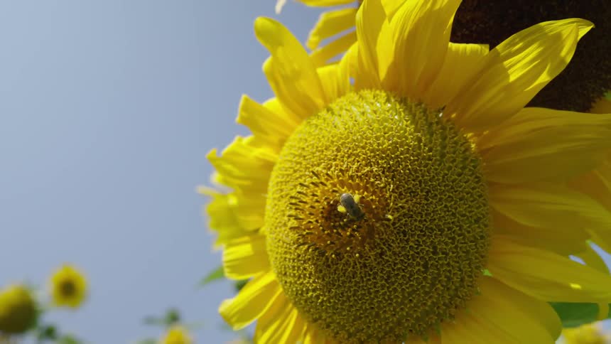 Bee pollinating a sunflower