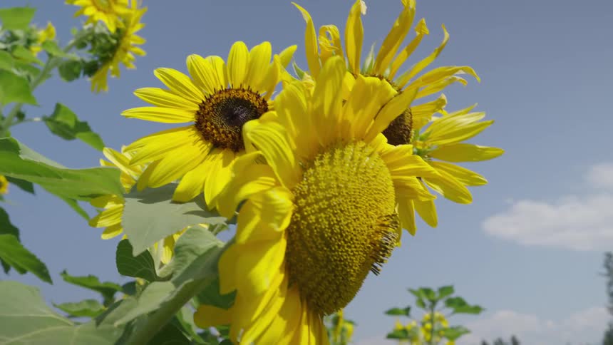 Bees on a sunflower as it sways with the wind