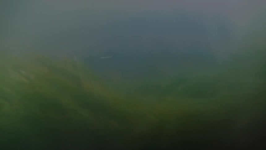 Close up of seaweed moving in the ocean current