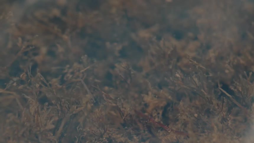 A close up view of brown underwater sea grass waving with the currents