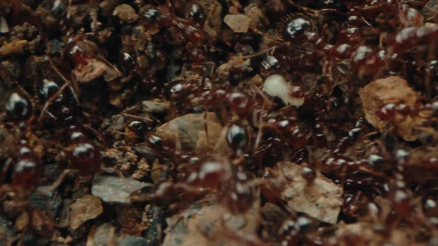 Cluster of ants working
