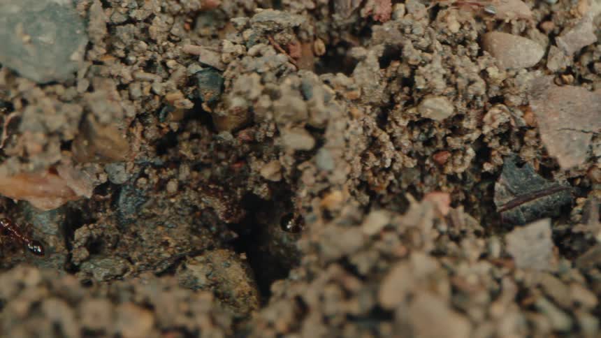 Several ants crawl around various sized rocks