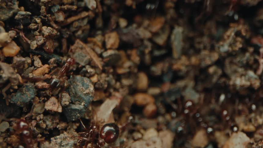 A colony of ants crawls through the dirt