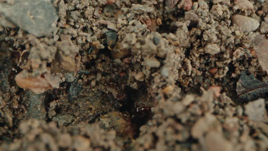 Ants working on a rocky ground