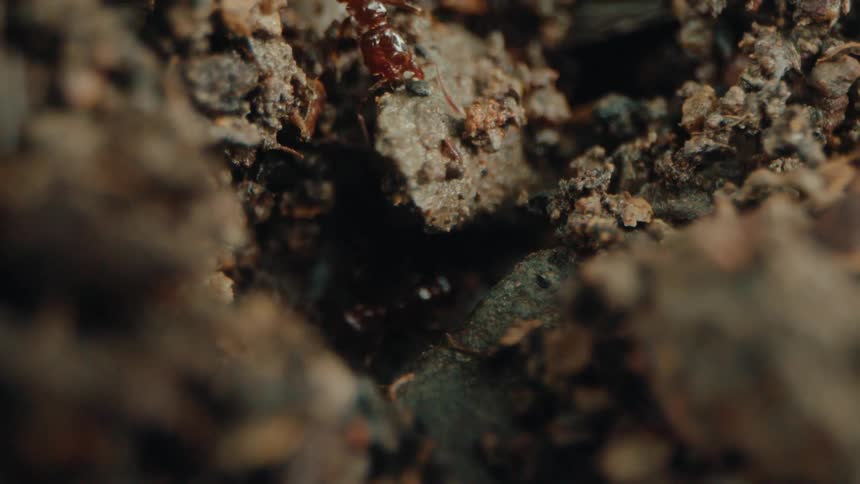 Insects dig in the dirt
