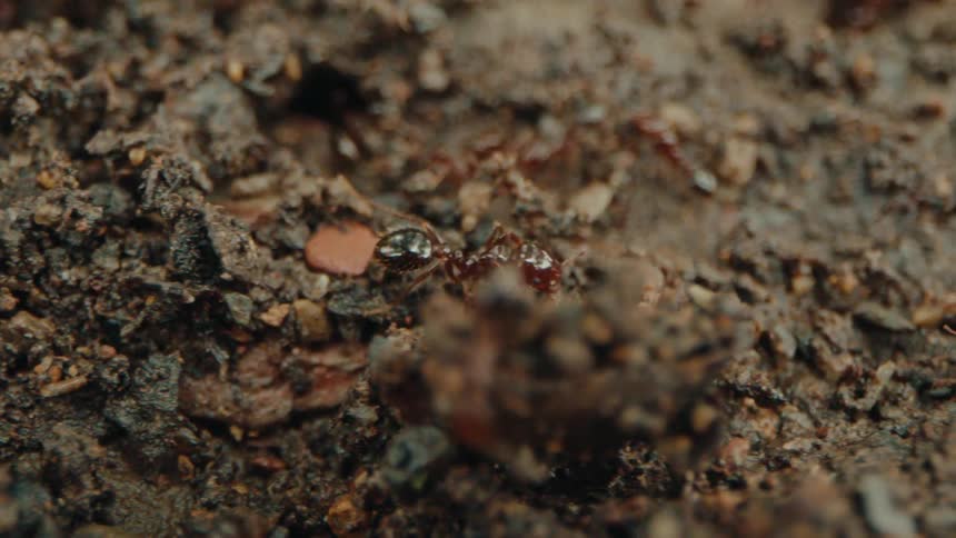 Groundlevel view of ants navigating through small stones and dirt