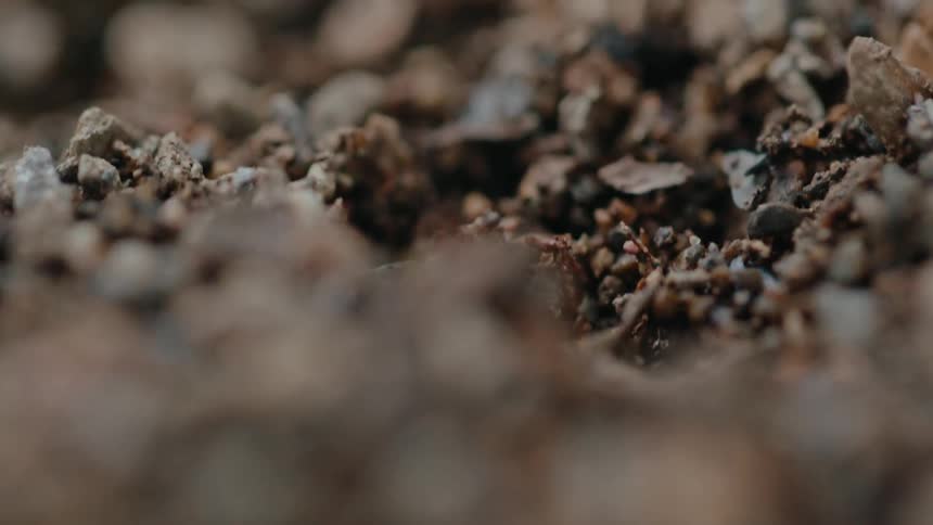 Close up of a ground with rocks and ants