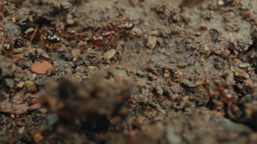 Red ants crawl on a bed of dirt and rocks