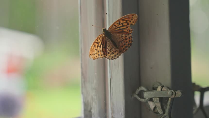 Butterfly walking next to a window