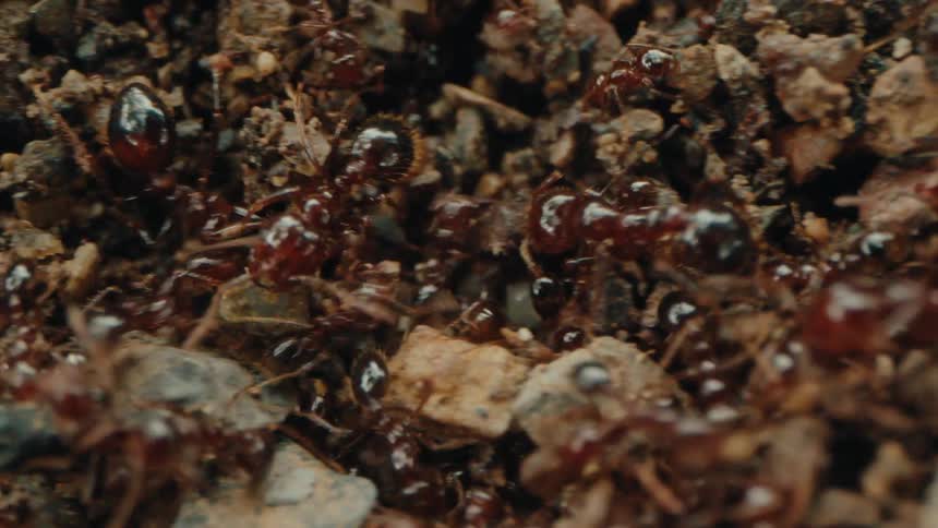 Several ants among debris and rocks