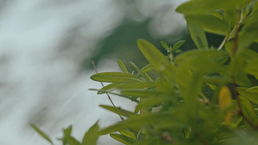 A dragonfly flying off from a plant leaf