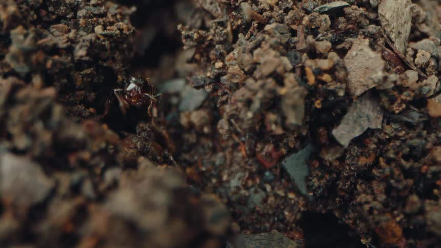 Ants walking between wet stones