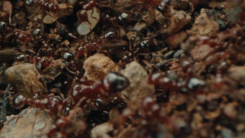 Groundlevel view of ants navigating through small stones and dirt