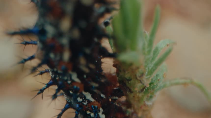 A spiky colorful caterpillar crawls up a green stem