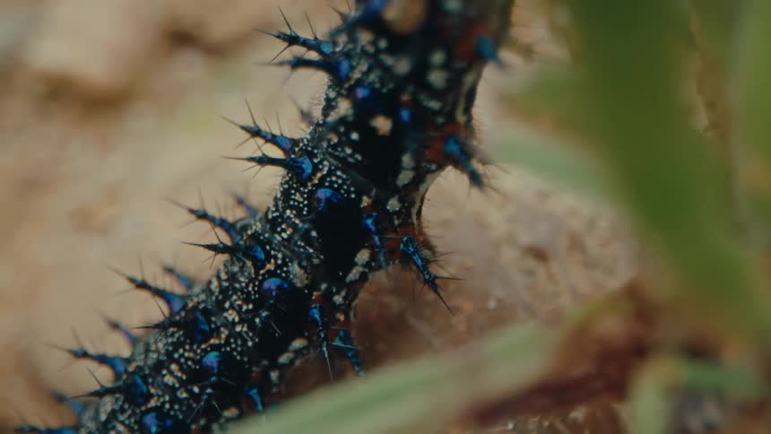 A blue and white caterpillar crawling up a plant