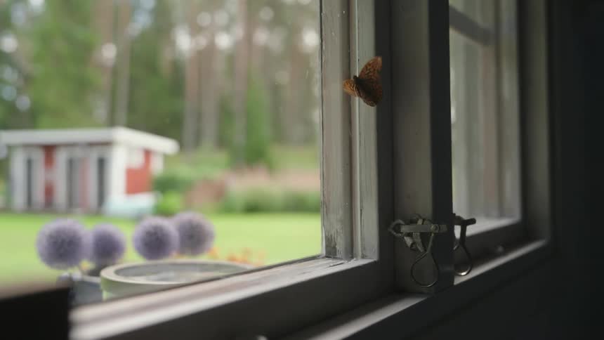 A butterfly flutters against a window sill in a house