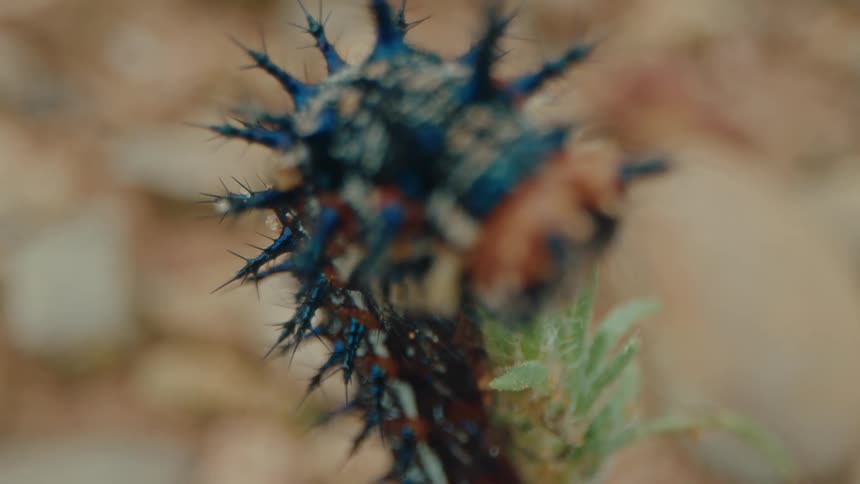 A larva standing on a small branch of grass and it has blue and orange colors