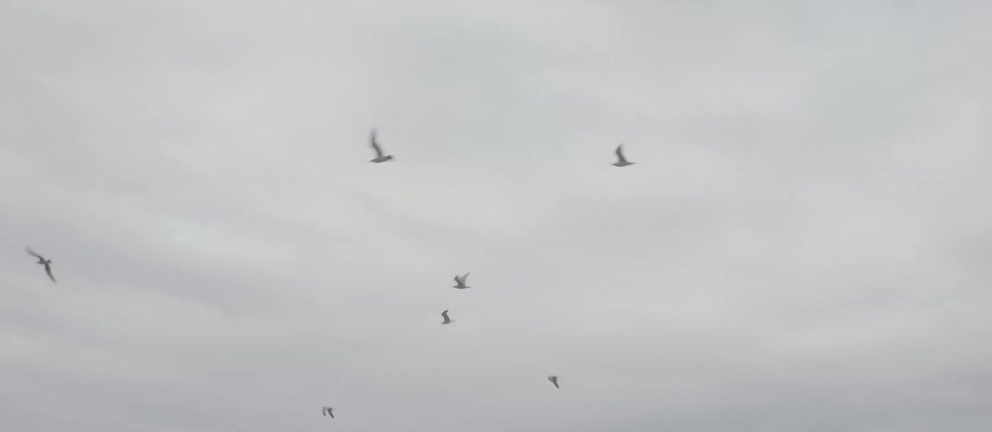 Group of birds flying in the same direction on a cloudy day