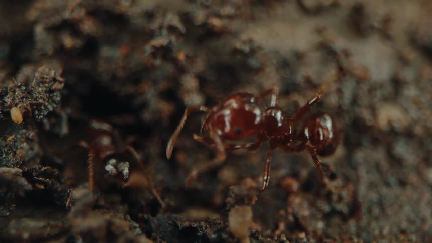 Red ants crawl through dirt with a dark hole in the background