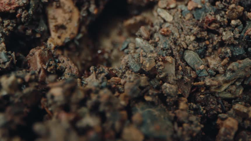Ants moving in dirt to build an ant hill