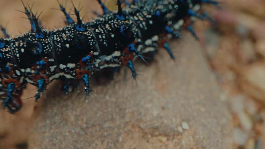 Multilegged insect walking on top of a small rock