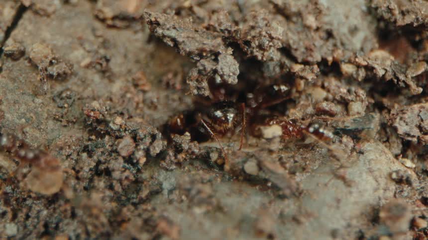 Several red ants are entering a small hole in a damp earth floor