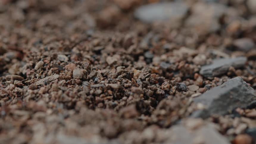 Groundlevel view of ants navigating through small stones and dirt