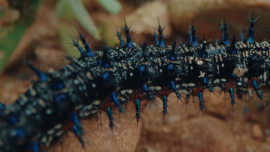 A blue and orange colored larva and it has several spines on its surface