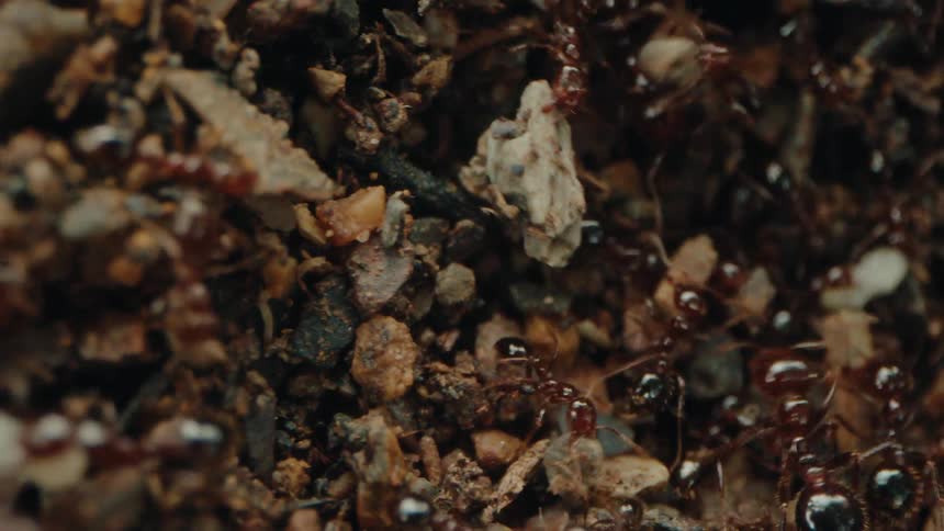 A large colony of ants scurries over a ground covered in rocks and debris