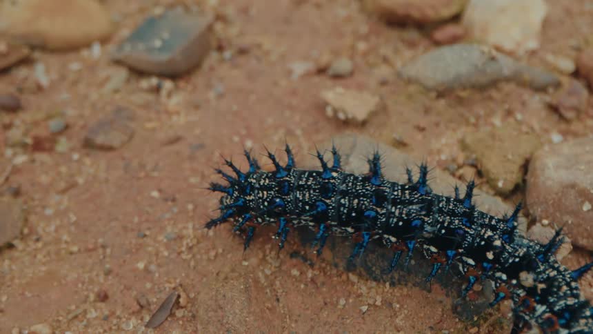 Multilegged insect walking on the ground