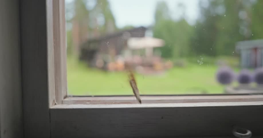 A butterfly trapped inside a house trying to escape through a closed window