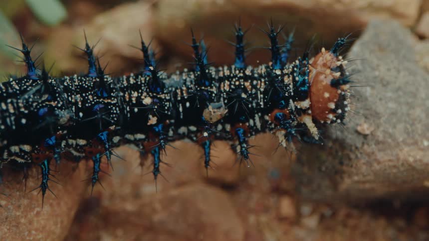 Black caterpillar with blue spines and white spots crawls over rocky ground