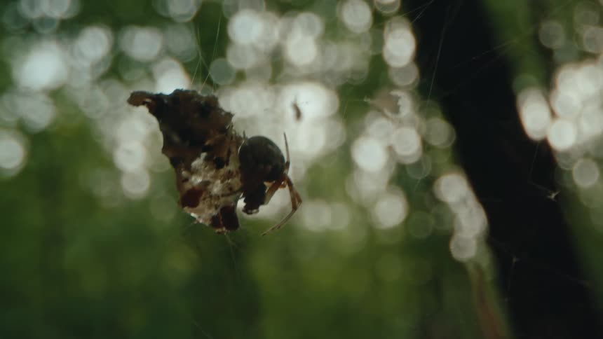 Spider in its own web with trees in the background