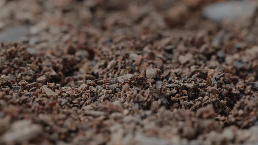 Ants walking on top of and in the soil