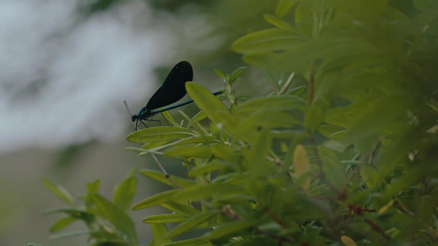 An dragonfly bug is perched on a branch of a leafy bush
