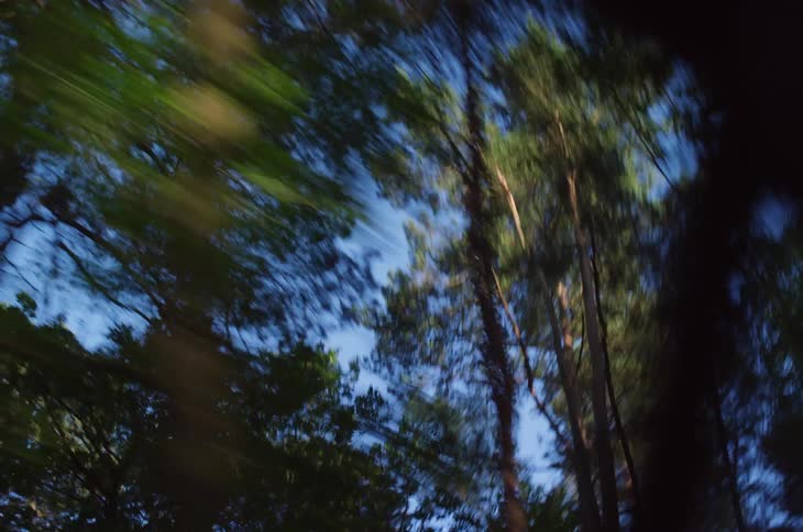 Upward and moving view of trees in a forest against a blue sky