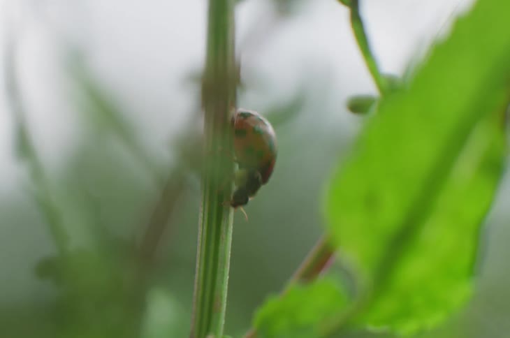 A red ladybug with black dots climbing down the stem of a green plant