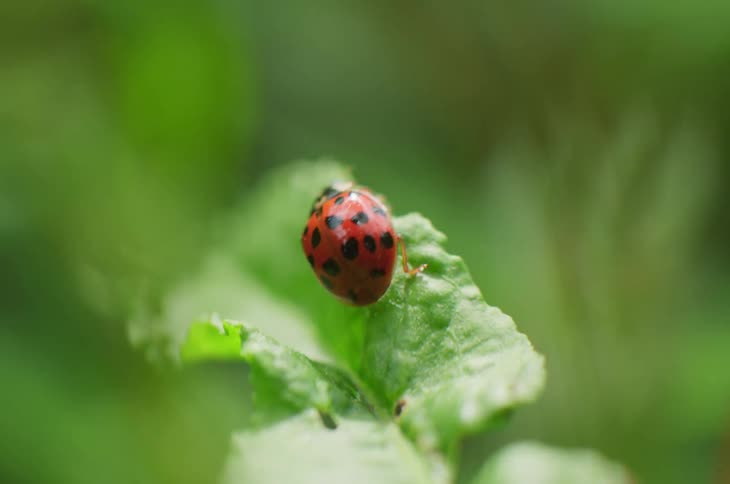 A ladybug climbs over a small leaf