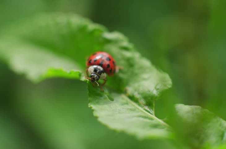 Red ladybug walking on the leaf of a plant