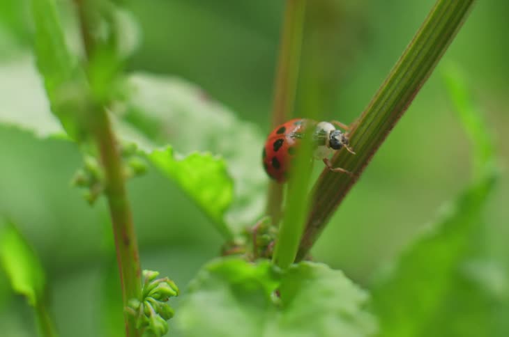 Ladybug walking on the stem of a green plant