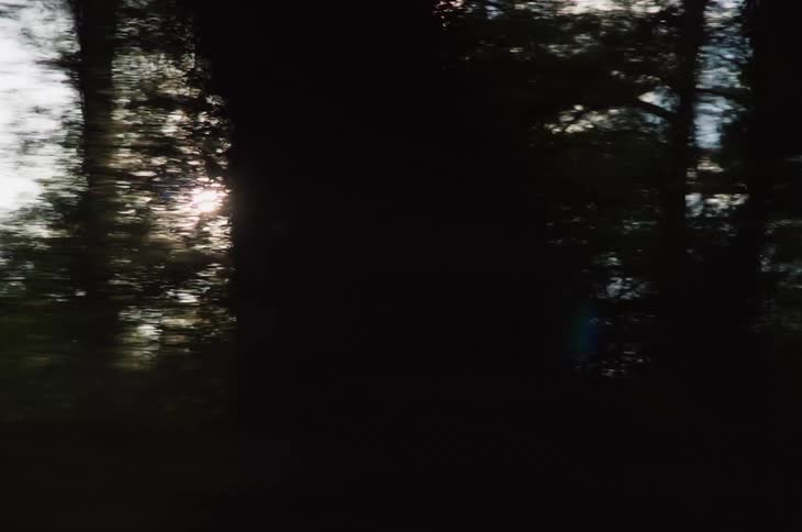 Tall trees with sunlight filtering through the leaves