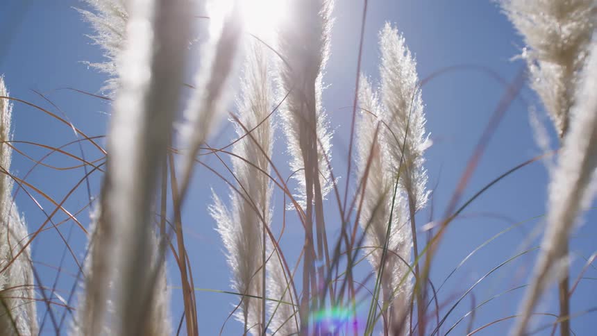 Sun shining over reeds